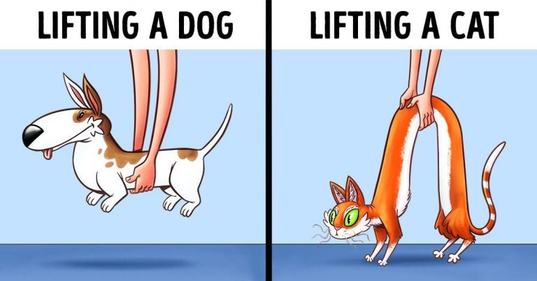 9 Hilarious Comics That Accurately Depict Difference Between Cats And Dogs